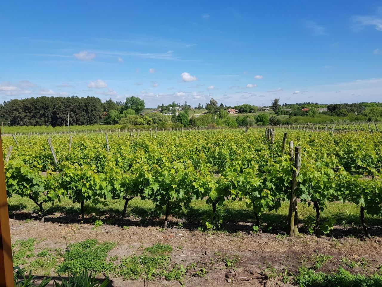 Pizzorno Lodge & Wine Progreso ภายนอก รูปภาพ